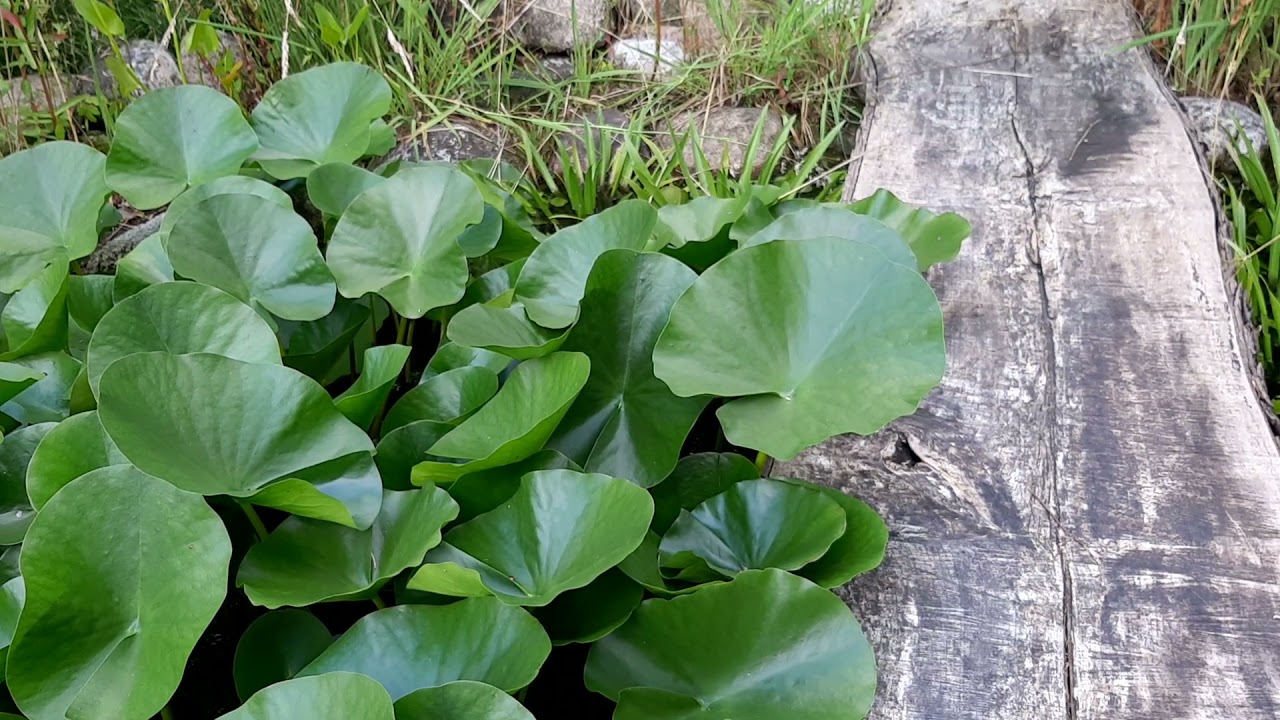 Super heldere vijver dankzij veel waterplanten. #003