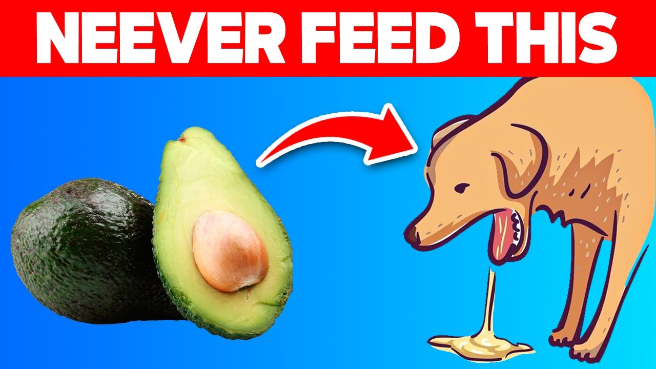 This Top 5 Foods will kill your Dog! Don't IGNORE!!