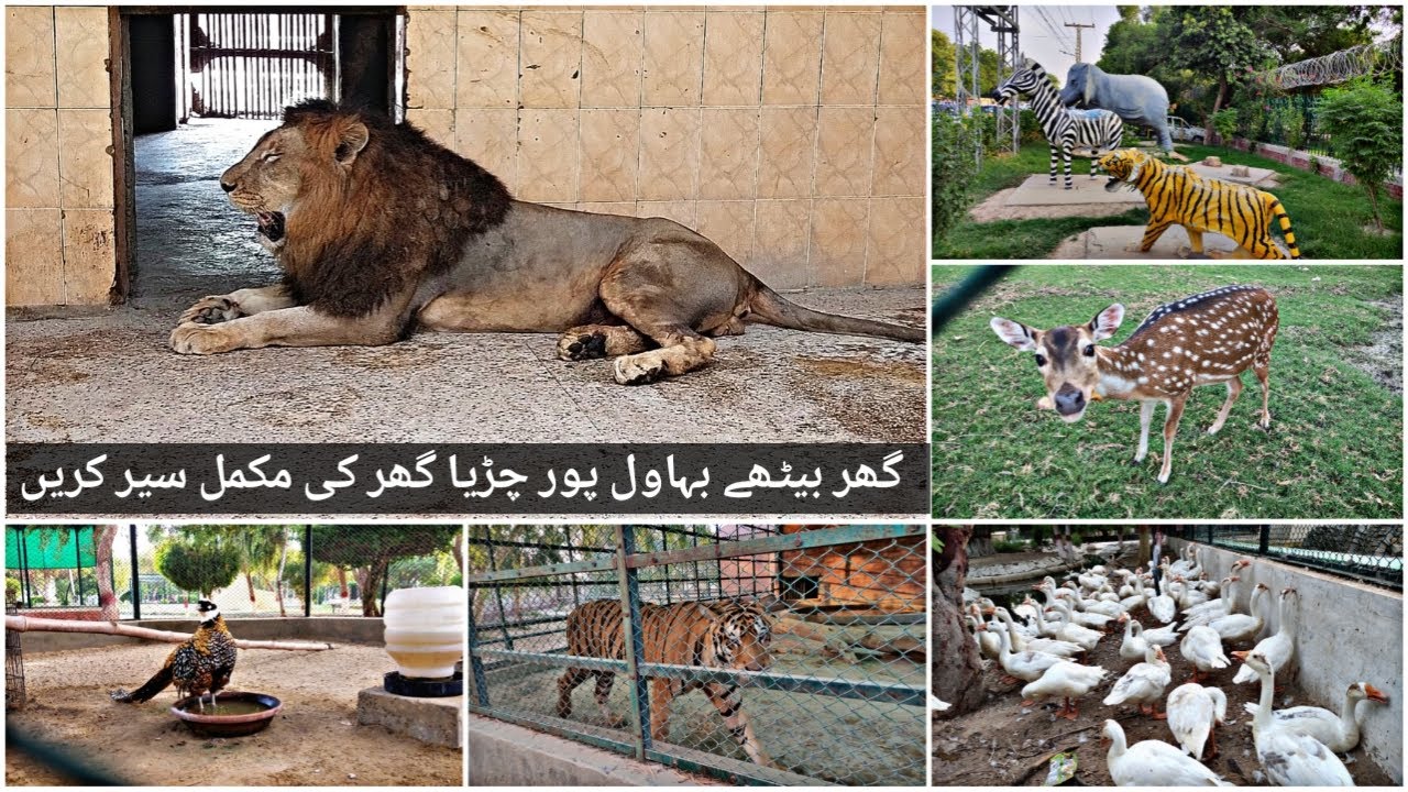 Bahawalpur Zoo Vlog Chidya Ghar Complete Tour To See All Animals and Birds | Hamna Khan Vlogs