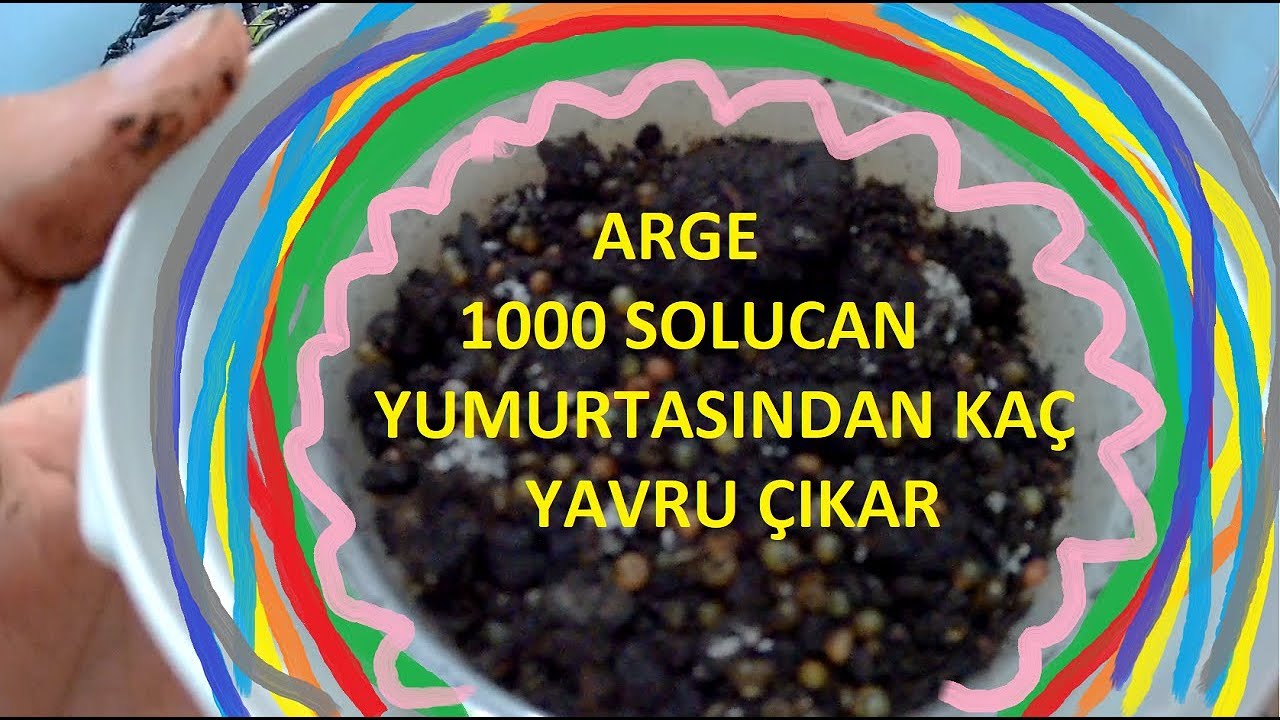 1.HAFTA 1000 KOKONDAN KAÇ SOLUCAN ÇIKAR- ARGE ÇALIŞMASI