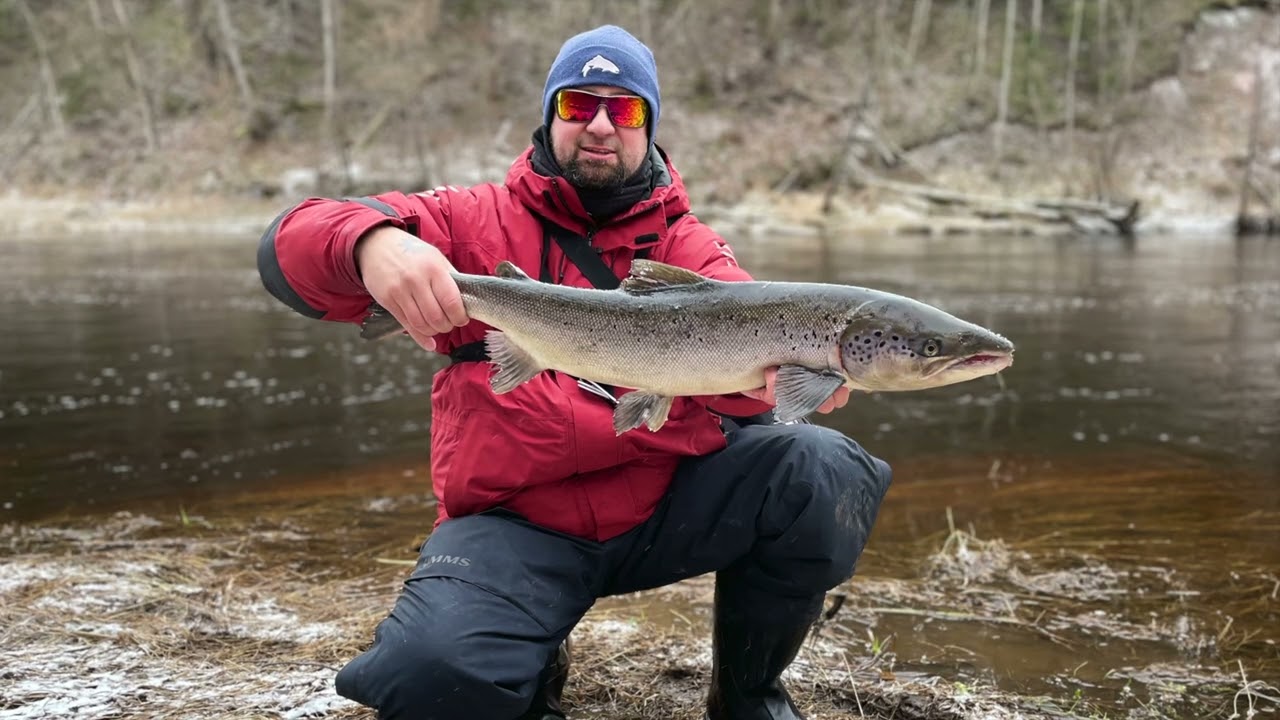 Lašu cope Salacā/salmon fishing