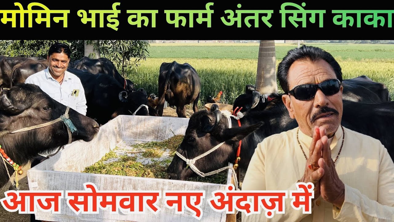 मारवाड़ कि मुर्रा भैंस खरीदे मोमिन भाई का फार्म अंतर सींग काका का काम #dairysolutionbysatish #baffal