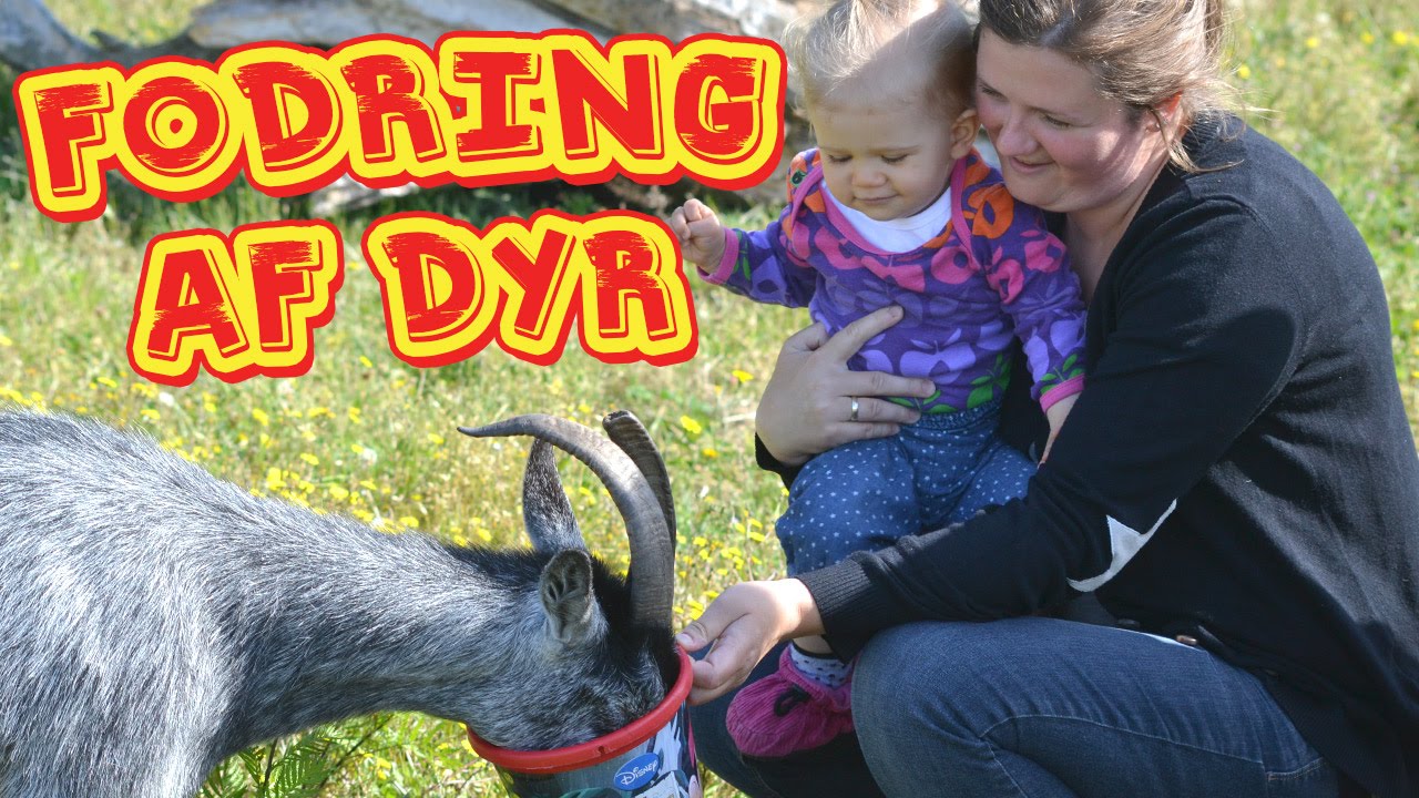 Fodring af dyr - hver dag