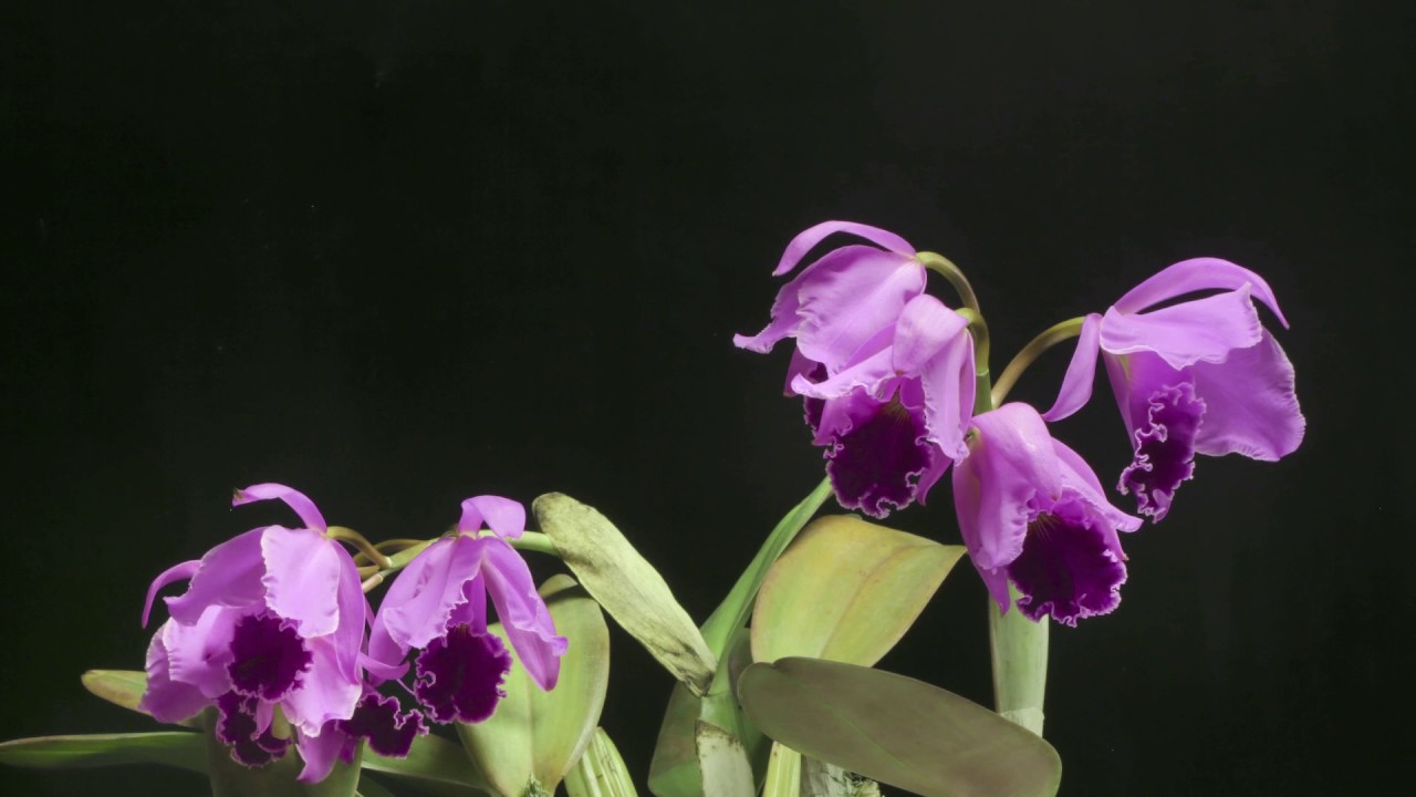 orchids: A MOMENT (Cattleya jenmanii)