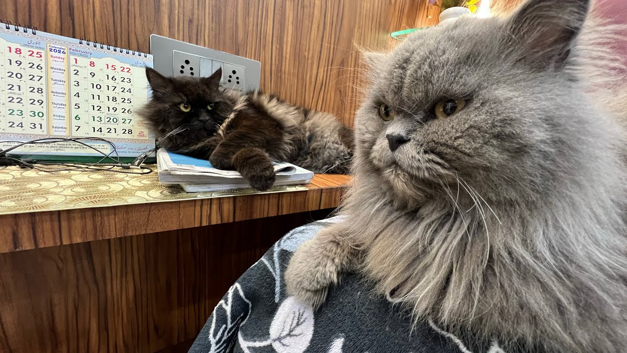Billo k mummy papa 🐈‍⬛😻￼