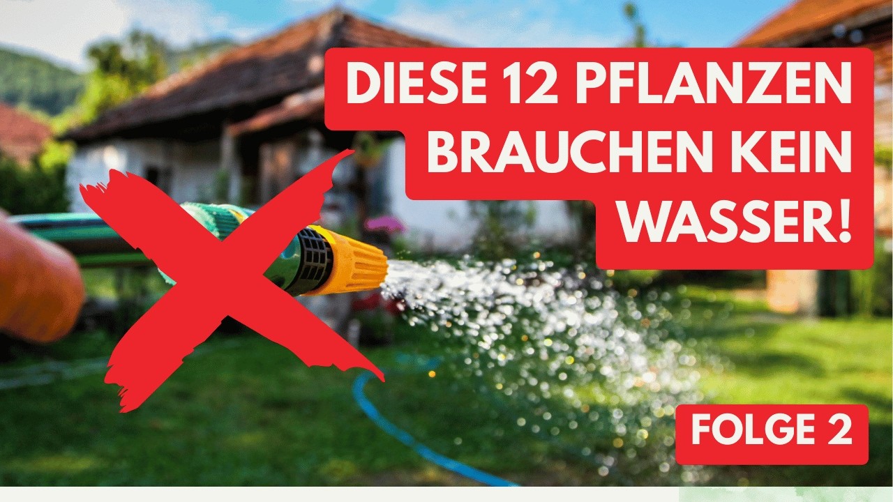 12 Trockenheitsresistente Pflanzen die deinen Garten RETTEN