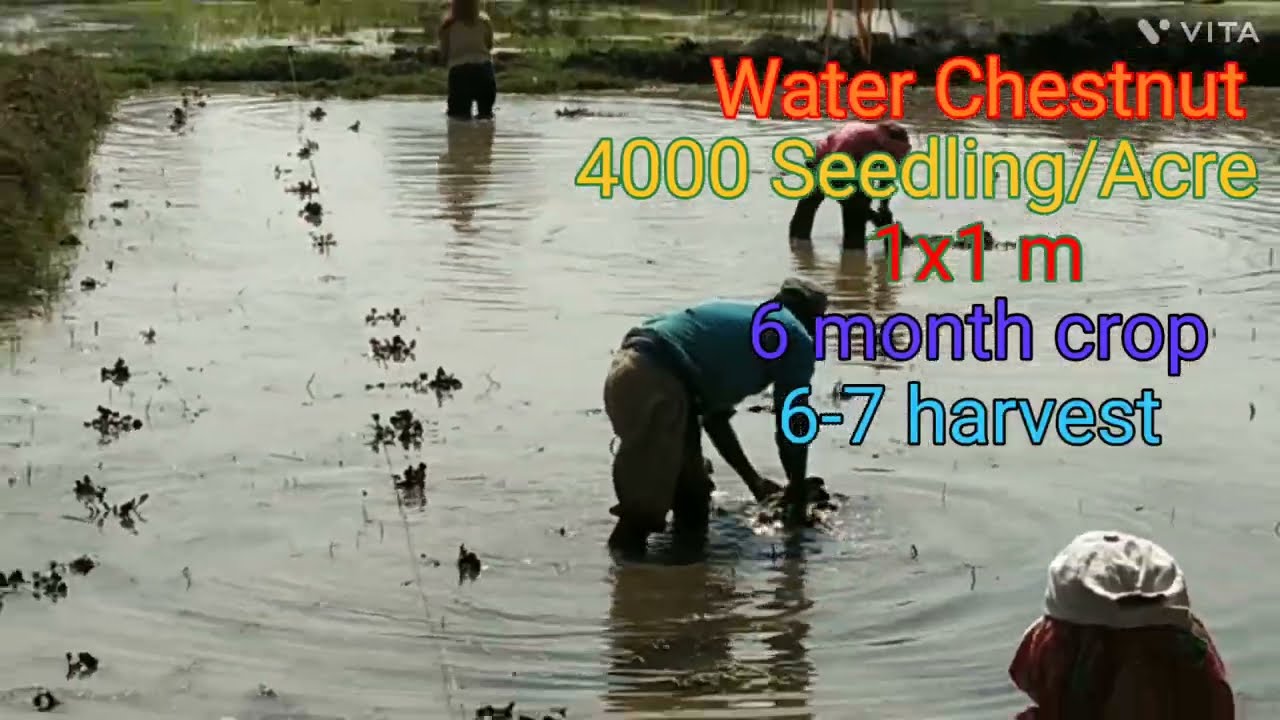 सिंघाड़ा की खेती । Water Chest nut cultivation |  आइये देखते हैं कैसे करतें हैं ।Caltrop cultivation