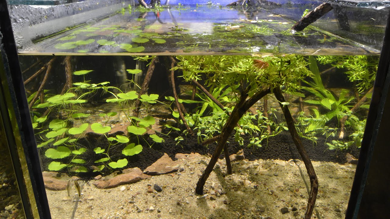 Otocinclus vittatus Breeding Project - Part 1. The Aquarium