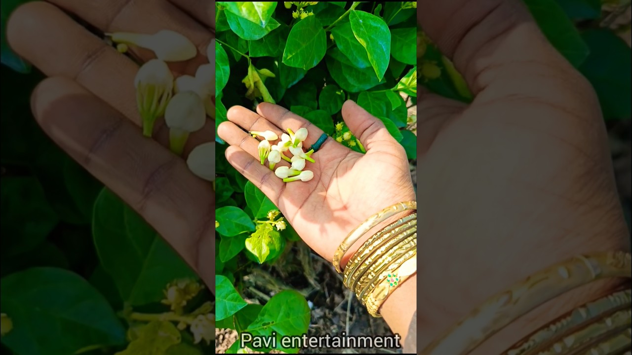 😱மல்லிகை பூ பிடிக்குமா?? #shorts#shortsfeed #shortsvideo #garden #gardening #malligeflowers #nature
