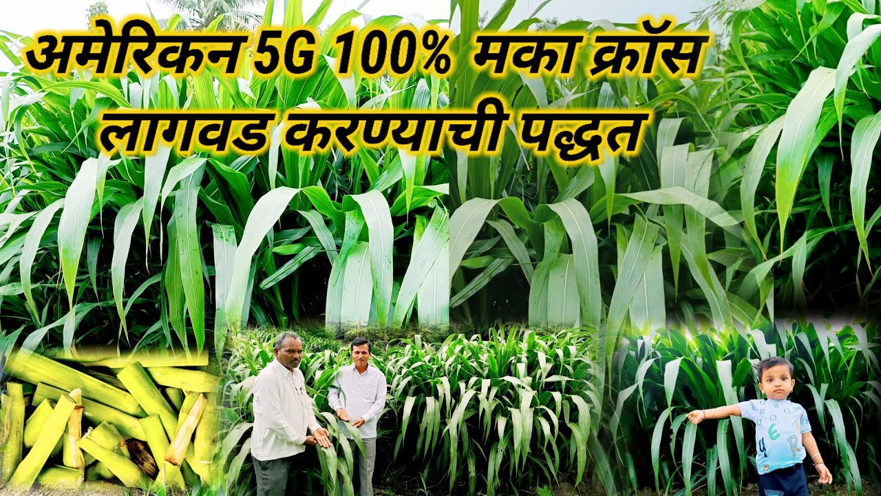 अमेरिकन 5G 100% मका क्रॉस नेपियर लागवड पद्धत #किसान #शेतकरी #कृषी #vairalshot #मका #अमेरिकन #5g#गवत