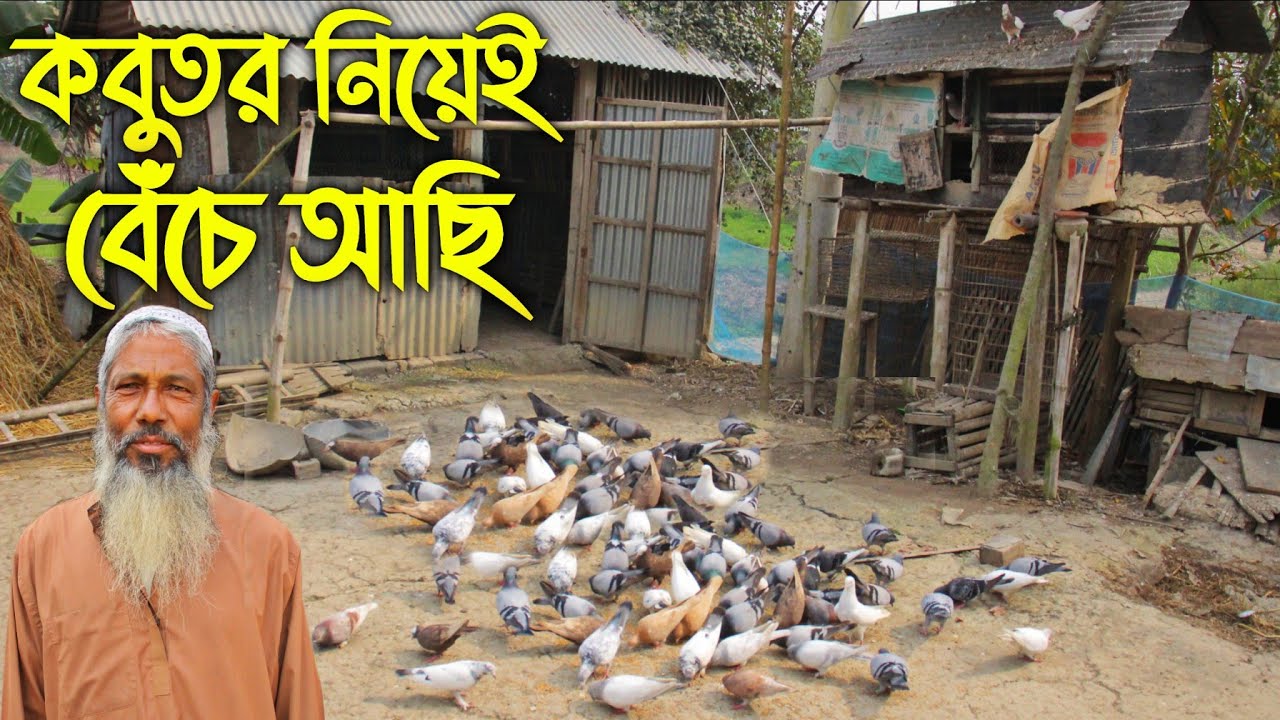 #73 বৃদ্ধ বয়সে কবুতর ভালোবেসেই বেঁচে আছি। মুক্তচারন পদ্ধতি কবুতর পালন করে স্বাবলম্বী চাচা। Kobutor