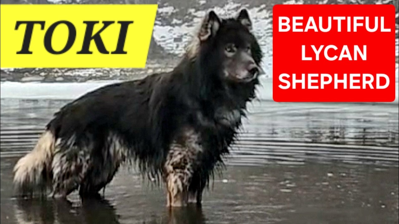 BEAUTIFUL LYCAN SHEPHERD in the Mist - Toki's Foggy Sunrise Hike at Minnehaha (Part 3)