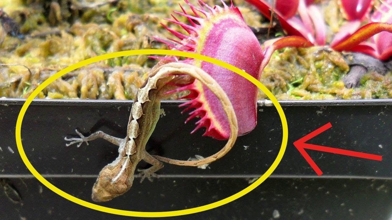 SECRETS of Growing Venus's Flytrap (World's Most Spectacular Plants episode 14 of 14)
