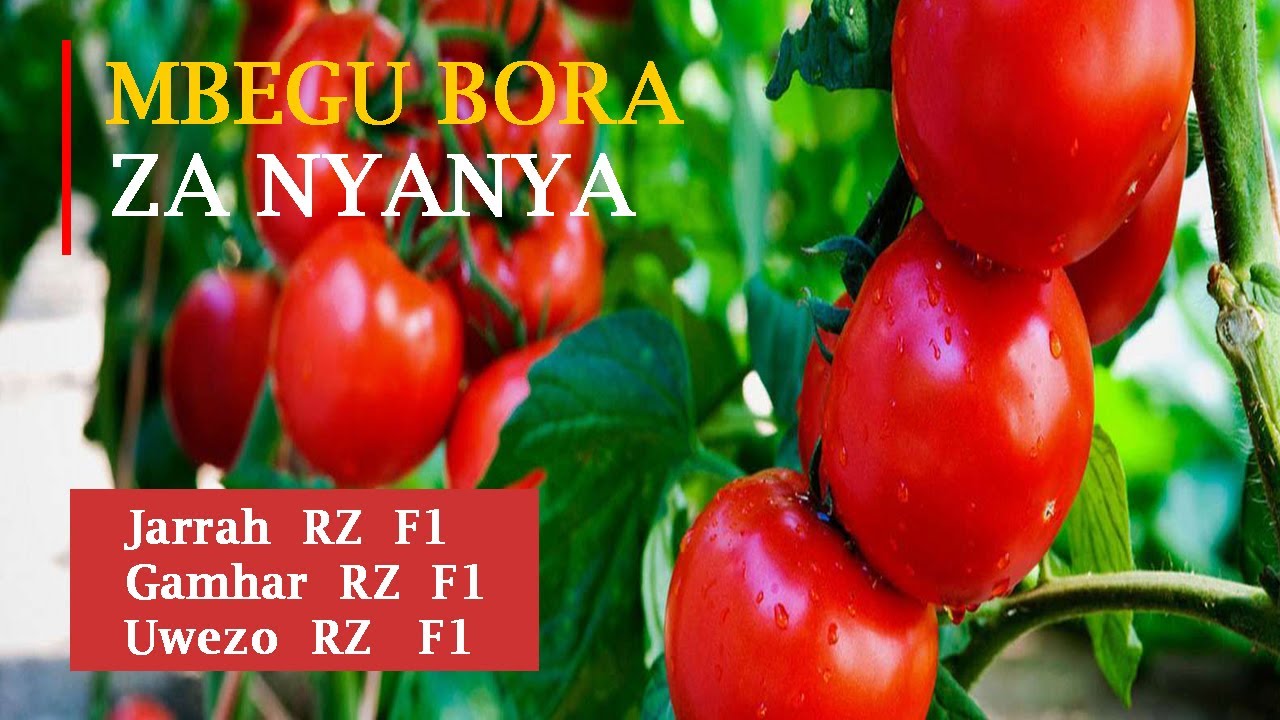 KILIMO CHA NYANYA 2022;Tumia mbegu YA Gama Rz F1,Jarrah F1,Abale F1 kutoka Rijk Zwaan Tanzania