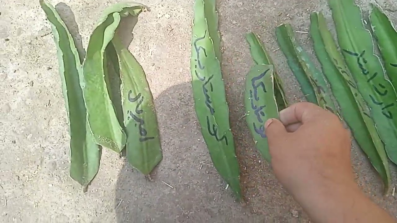 ١٩ شتلة منهم تقريبا ٥عقل عملين ٢٥٠ جنيه  و١٥ عقله آخرين منهم عقل قديمه عملين ٣٥٠ جنيه