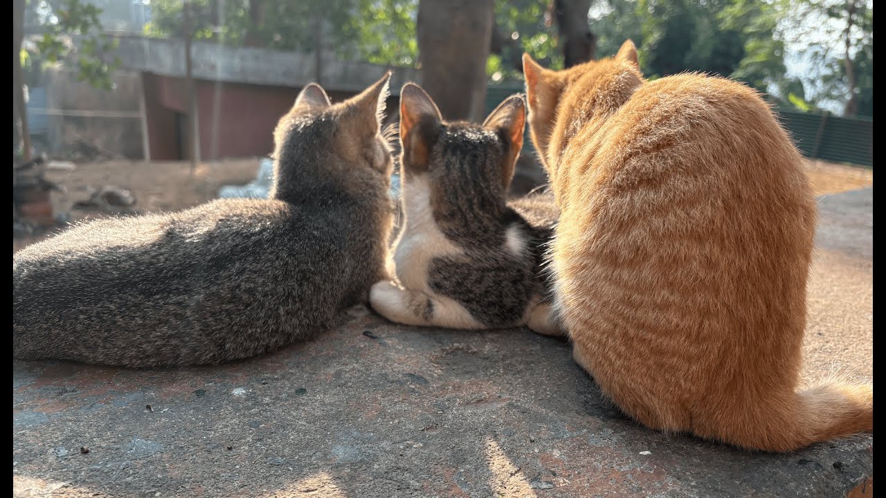 3 Types Of Cats