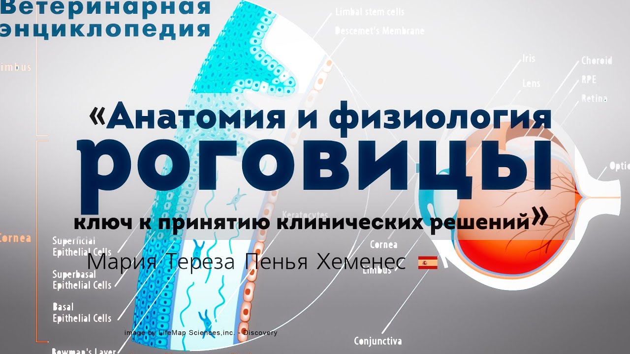 Анатомия и физиология роговицы. Corneal anatomy and physiology