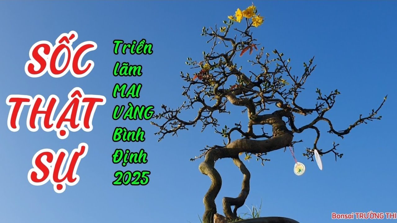 Cực sốc với những tác phẩm mai vàng Bình Định như lối Lĩnh Nam, triển lãm mai vàng Bình Định 2025