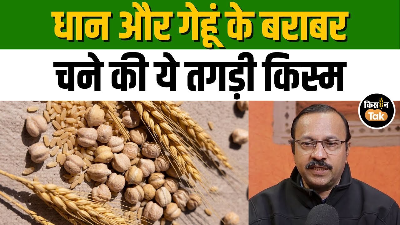 Chana Farming: 3.6 टन उपज वाली चने की ये नई किस्म, जानिए सबसे बड़ी खूबी #chanafarming