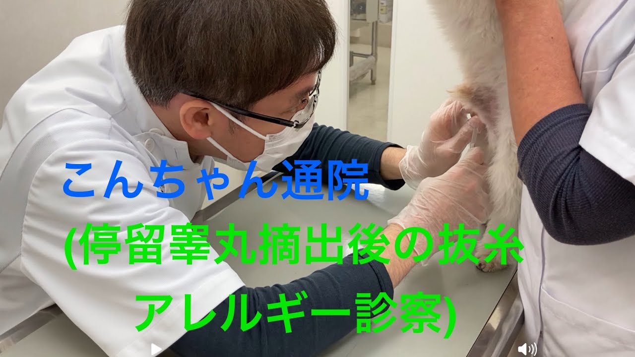 こんちゃん通院(停留睾丸摘出手術後抜糸、アレルギー診察)2025年11月24日#マルジャック #停留睾丸#アレルギー#えんじゅ動物病院#イケメン獣医師 