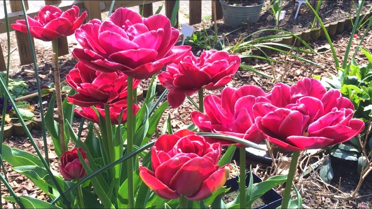 Mooie tulpen soorten. Net zo groot als mijn hand!