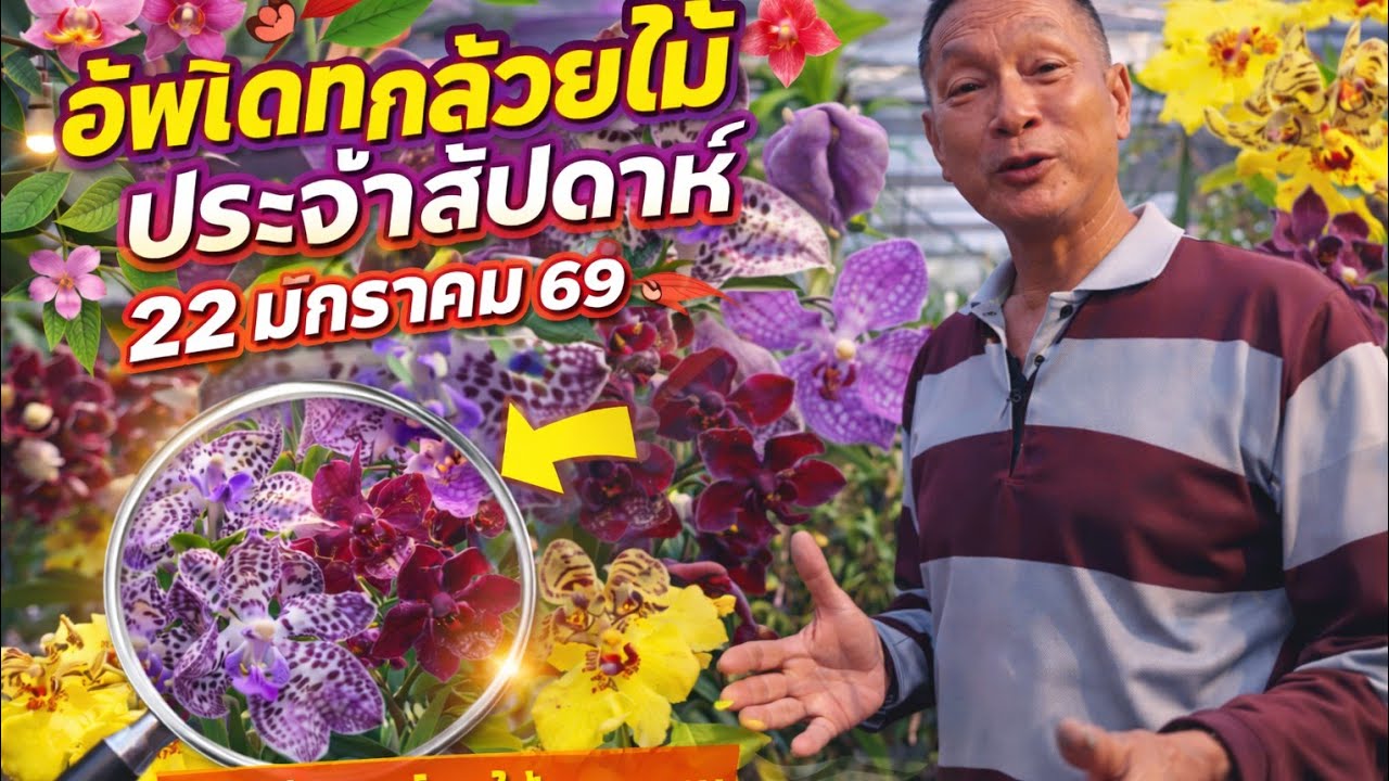 อัพเดทกล้วยไม้ประจำสัปดาห์ 22 มกราคม 69 กล้วยไม้ใหม่เข้าแล้ว#กล้วยไม้ #orchid 