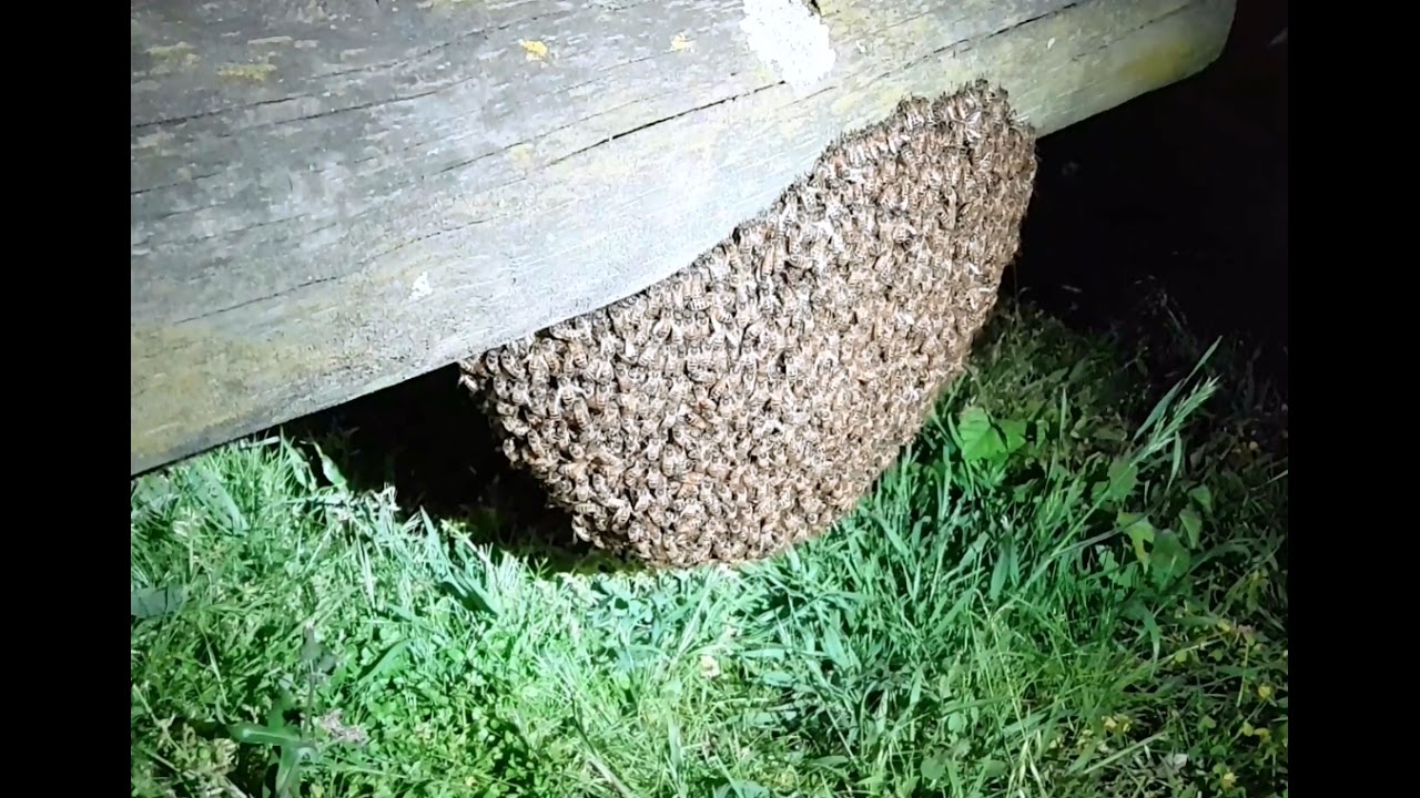 Swarm catching on a balmy spring night