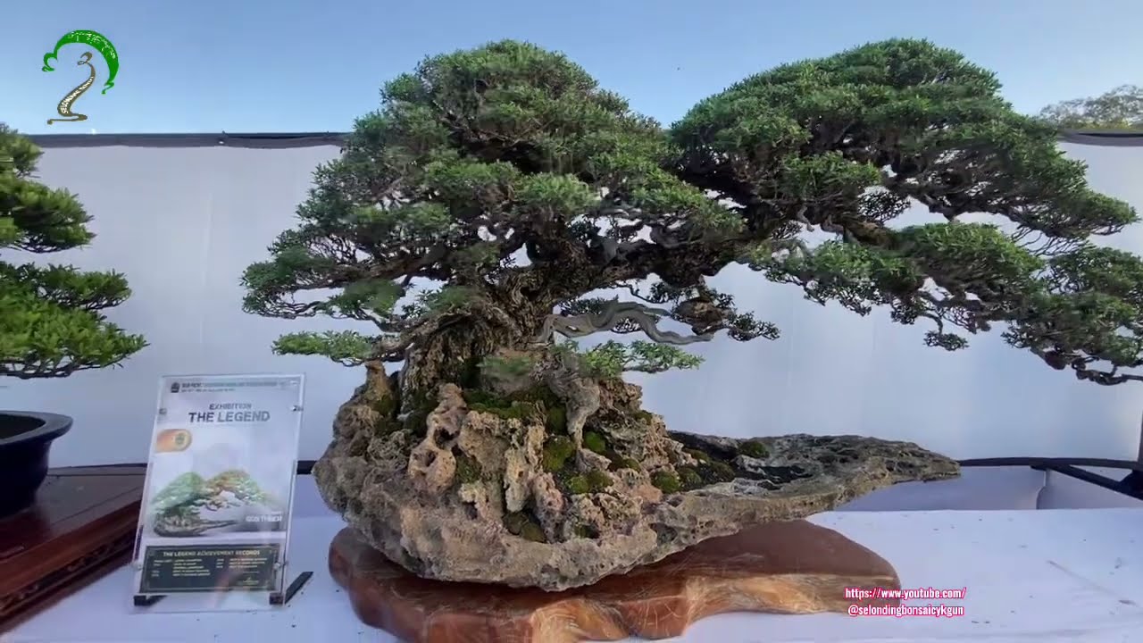 bonsai aspac 2025 gianyar bali