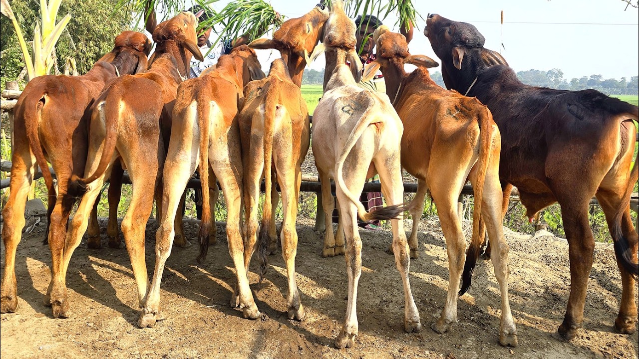 7/2/26/জাতীয় সংসদ নির্বাচনের আগেই সেরা ধামাকা বর্ডার এলাকা থেকে ক্যাশন ডেলিভারিতে গরু বিক্রয় হচ্ছে
