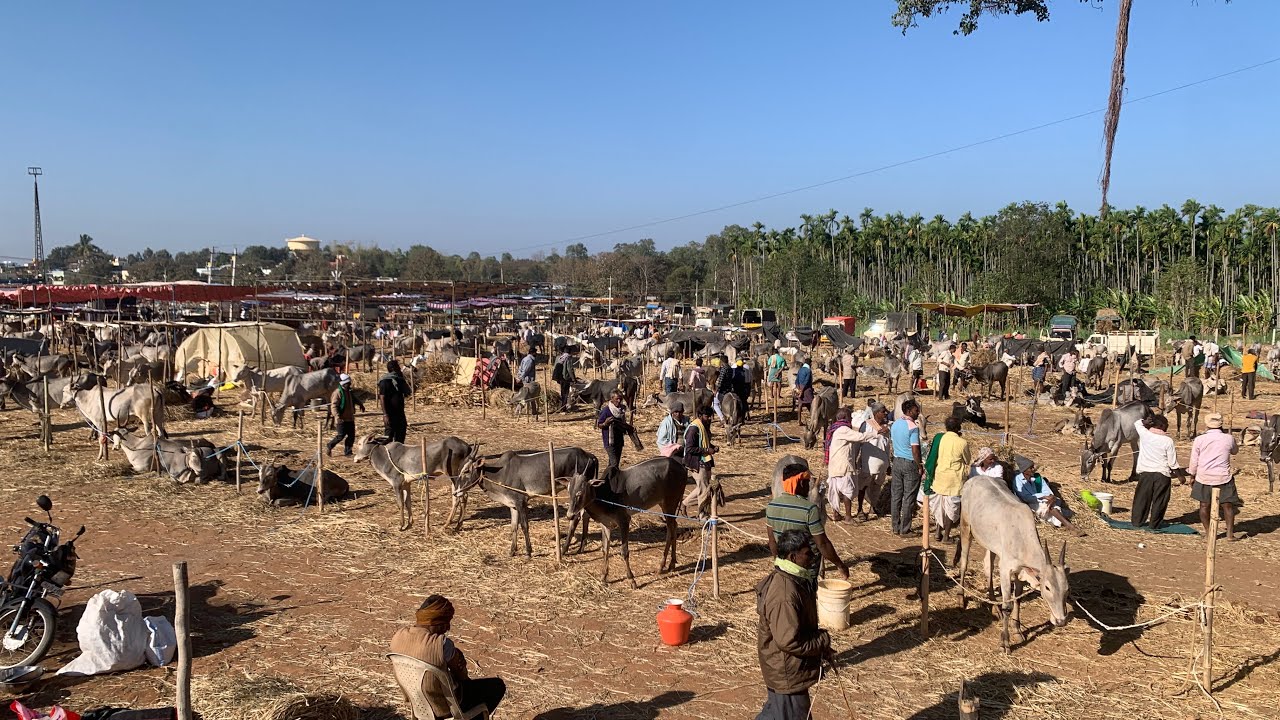 ಸಿದ್ದಗಂಗಾ ಜಾತ್ರೆ 2026 - ಶನಿವಾರದ ಜಾತ್ರಾ ಚಿತ್ರೀಕರಣ 