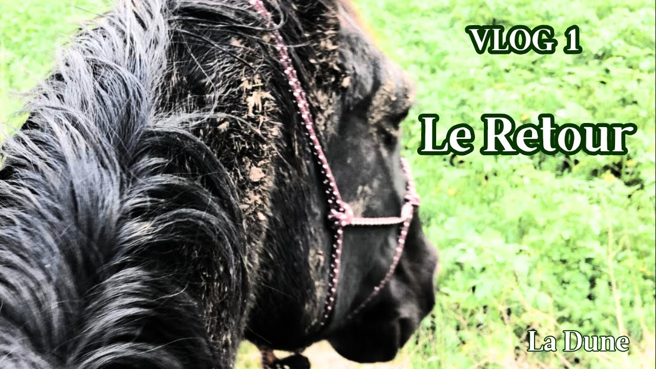 VLOG 1 - Une journée simple à l'écurie avec ma jument