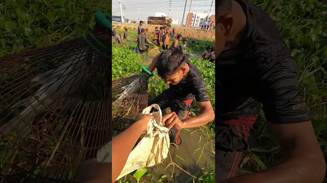 Catching Big Carp Fish In Rural Fishing Competition  