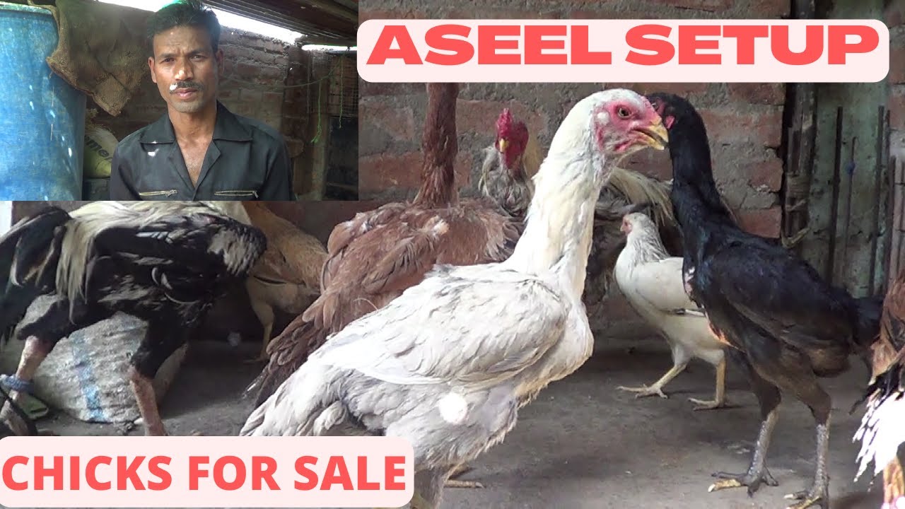 Aseel Farm Rafique bhai ka | Aseel Setup in India | Chicks | Pets Vlog  Part 2