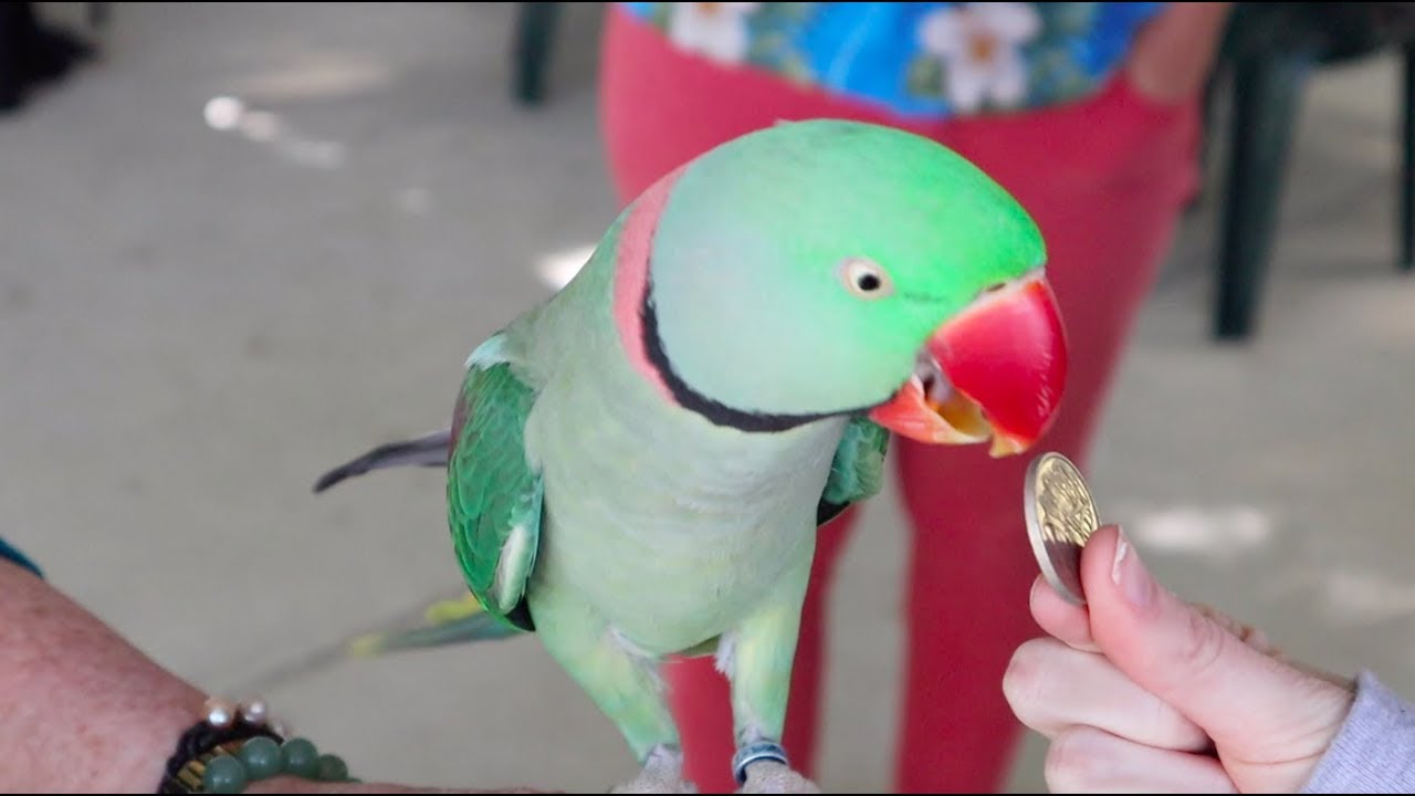 Pierre the Alexandrine Parakeet (LOOK HOW SMART!)