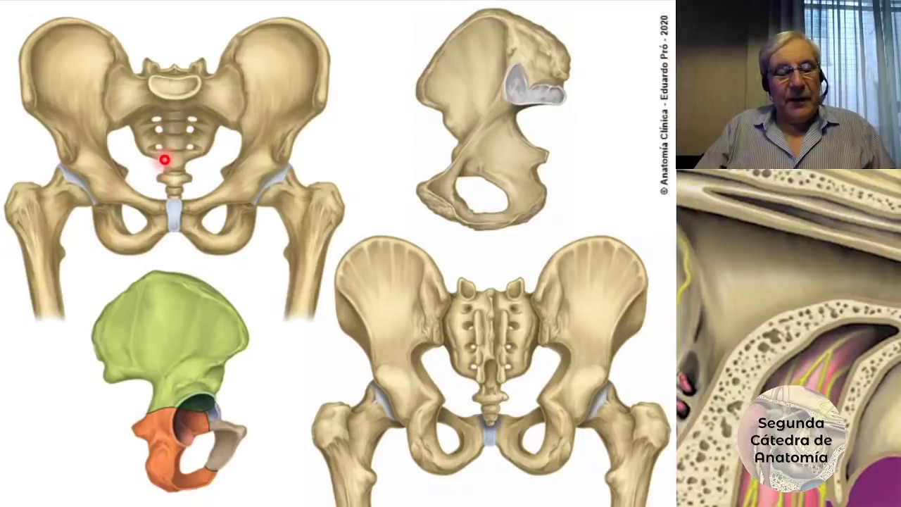 (2020) L8 | Integración Miembro Inferior | Profesor Eduardo A. Pró | Anatomía 2 | FMed UBA