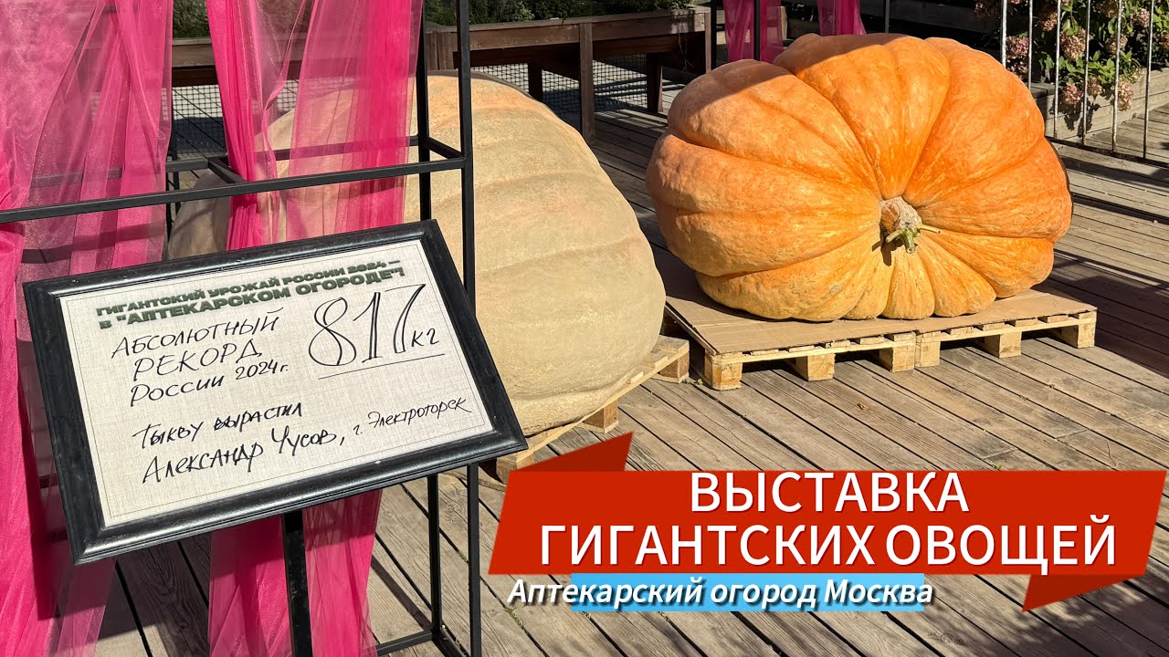 ВЫСТАВКА ГИГАНТСКИХ ОВОЩЕЙ | ТЫКВА 817 КГ РЕКОРД РОССИИ В АПТЕКАРСКОМ ОГОРОДЕ 2024