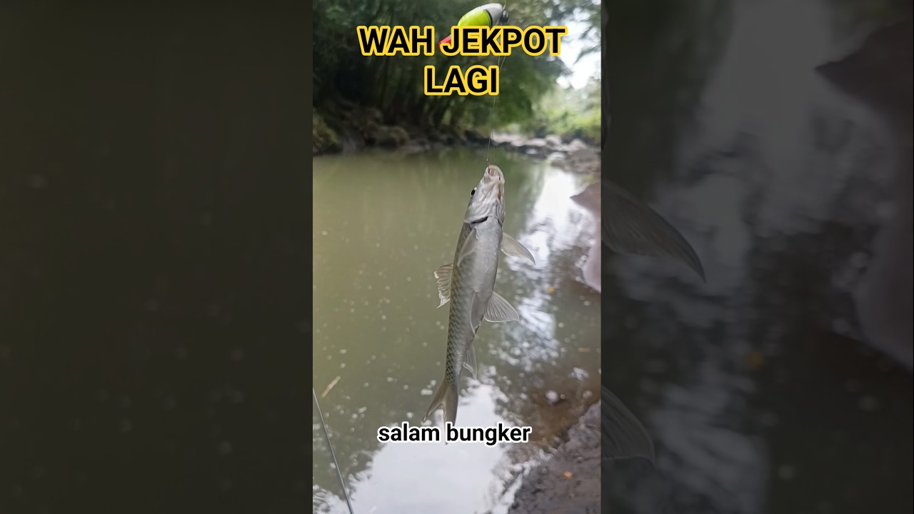 JEKPOT LAGI BABON WADER 