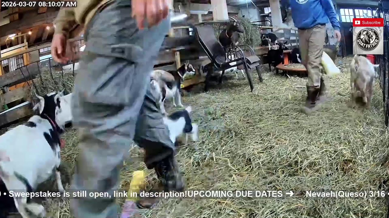 Friday Night - Baby Goats SFF