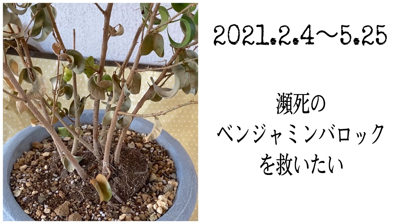 【実録】冬越し失敗？寒さで弱ったベンジャミンバロックを救いたい