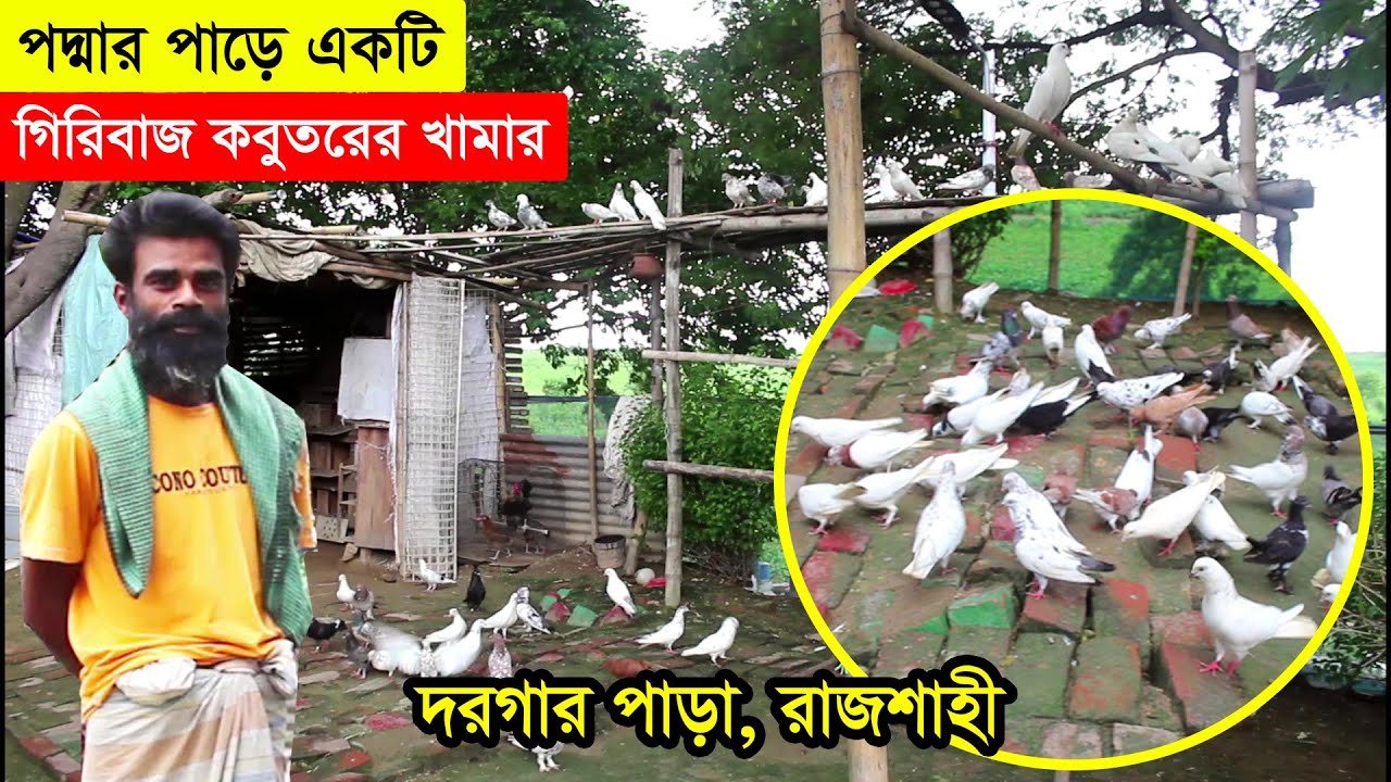 রাজশাহীতে সুন্দর পরিবেশে পদ্মার পাড়ে গড়ে তুলেছেন একটি বিশাল গিরিবাজ কবুতরের খামার। Big Pigeon Farm