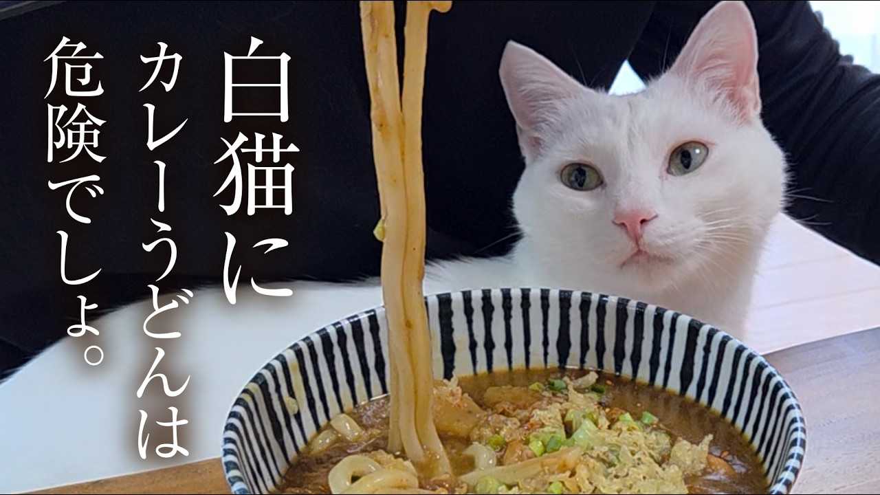 愛する人と結ばれた野良猫。