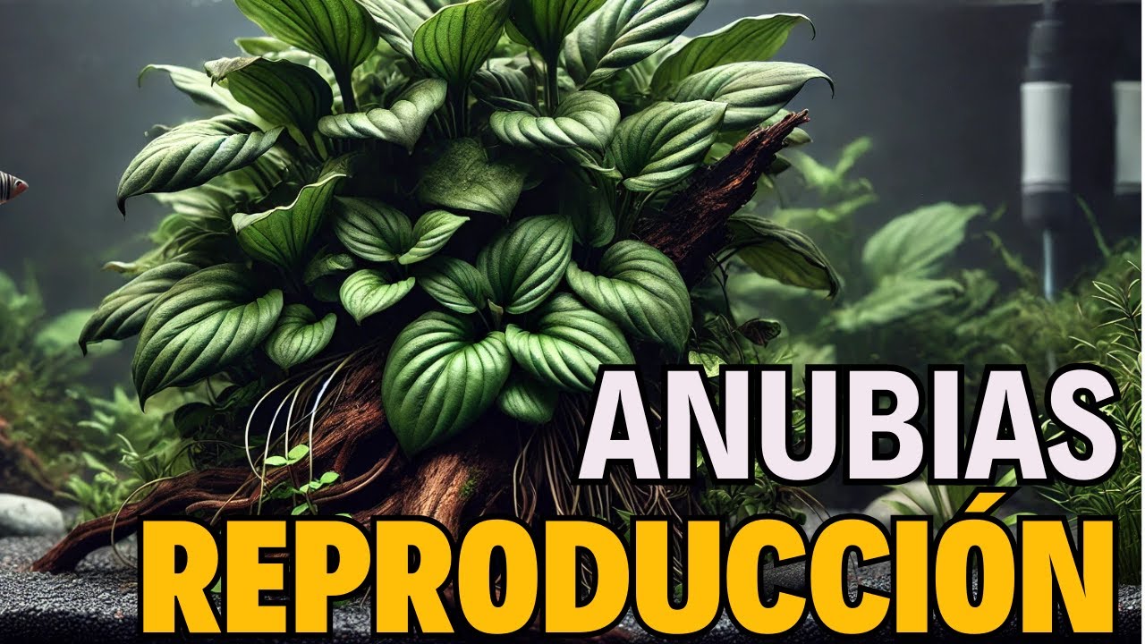 ✅✅ REPRODUCCIÓN de ANUBIAS en acuarios✅✅