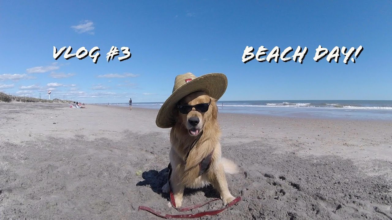 Golden Retriever VLOG #3 | Saturday At The Beach With  Oshie