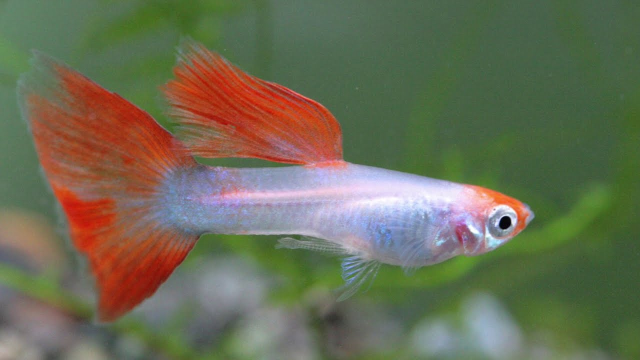 Creating a Guppy fish Strain: How to create YOUR OWN GUPPY STRAIN