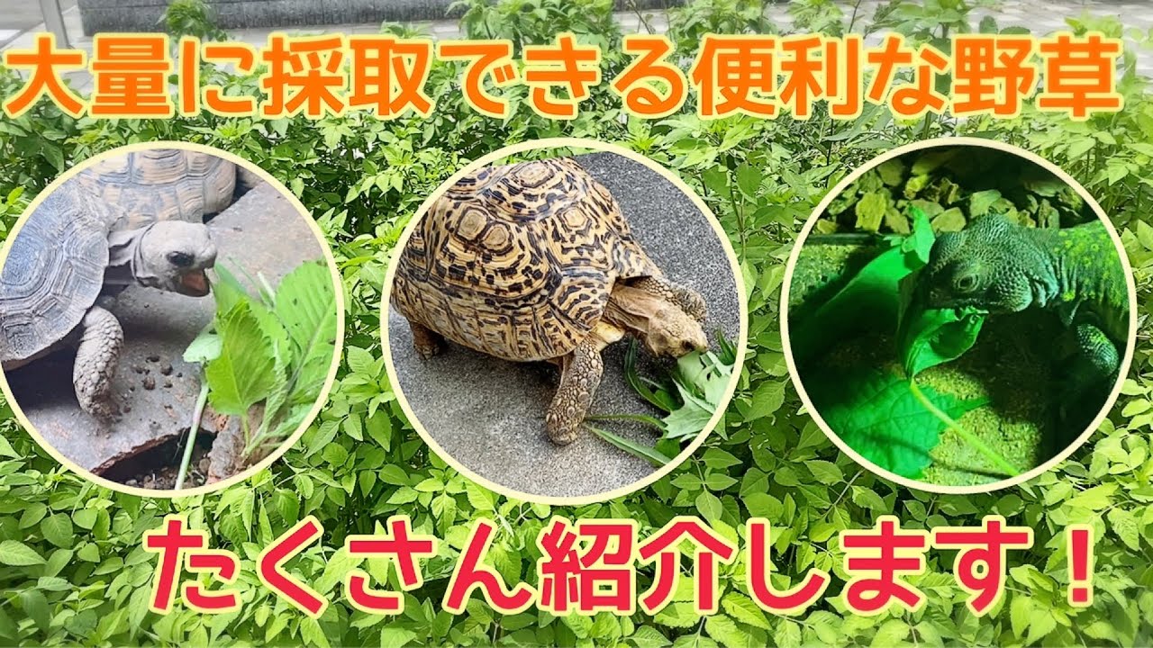 採取が面倒臭くないコスパ最強の野草を紹介します［リクガメのエサ］　wild plants as a tortoise food
