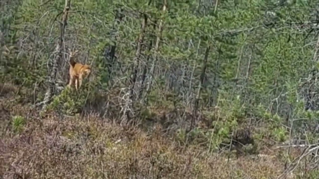 R&aring;djur