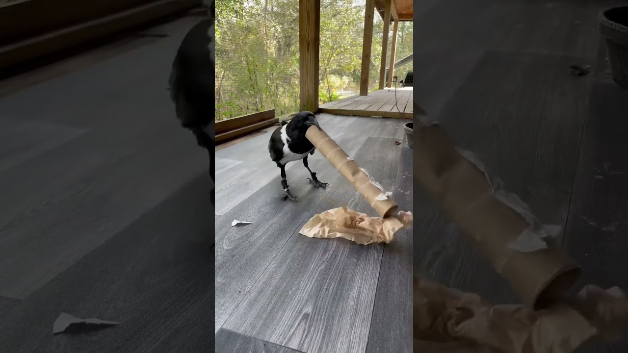 Crow Fun!