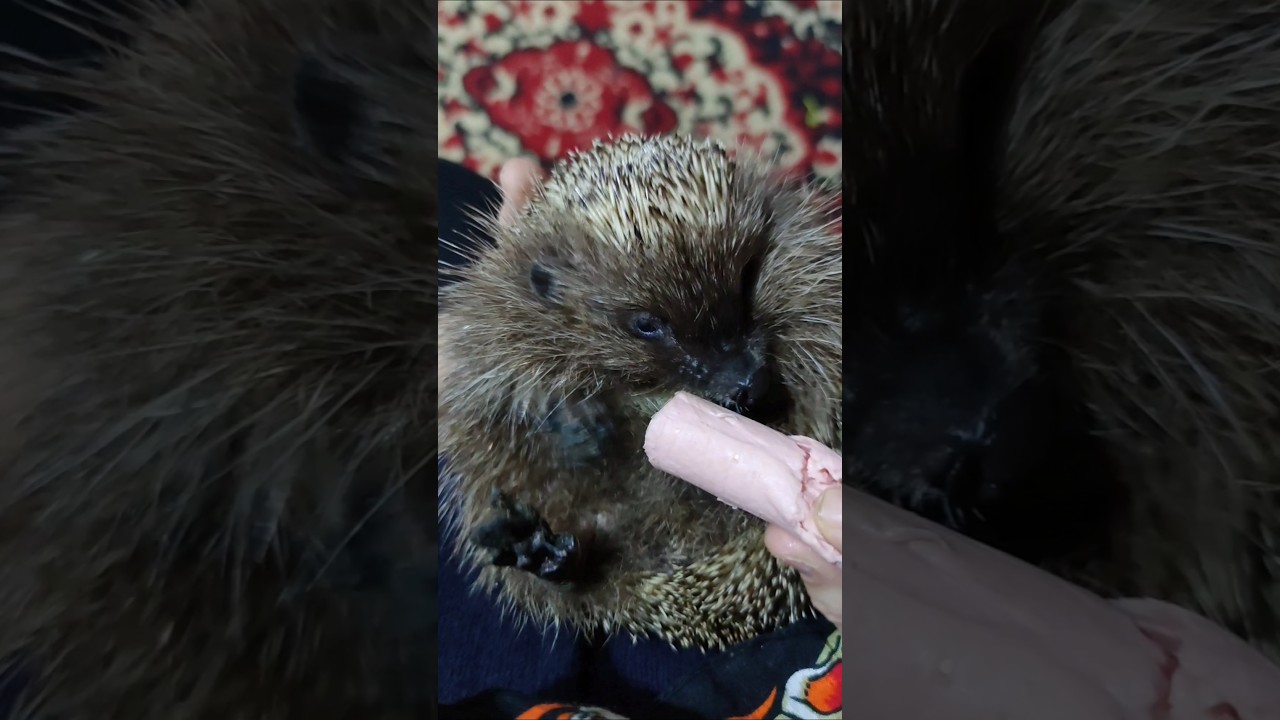Веган или мясоед?!😉🦔🎼😄🦔🎵👍🦔🎶🤝
