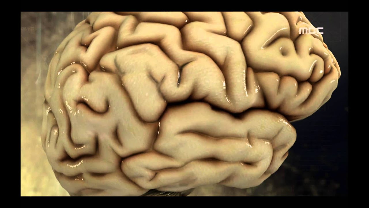 Human Brain - Brain, #02, 우리의 뇌