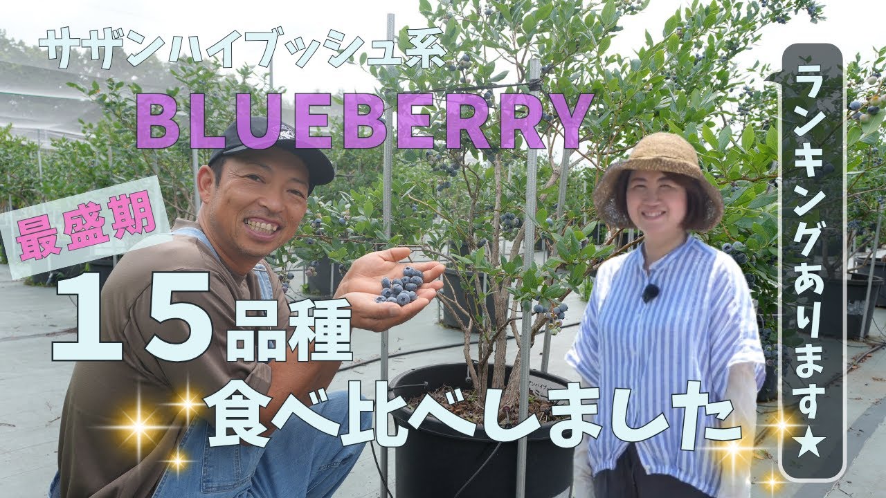 【ランキング】サザンハイブッシュ系ブルーベリー15品種食べ比べしました！
